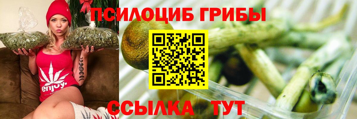 Псилоцибиновые грибы Psilocybe Волжск